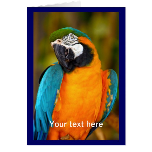 Majestic Macaw (Front)