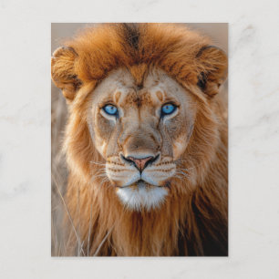 Majestic Male Lion with Glowing Blue Eyes Postcard