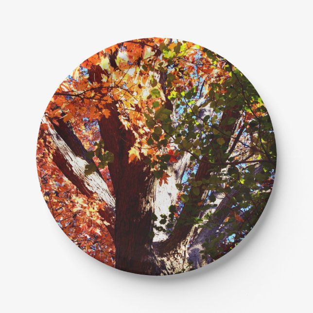 Majestic Maple trees - first view of Autumn trees Paper Plate (Front)