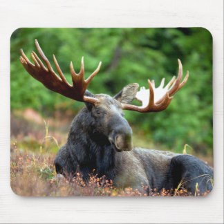 Majestic Moose Meadow Mouse Pad