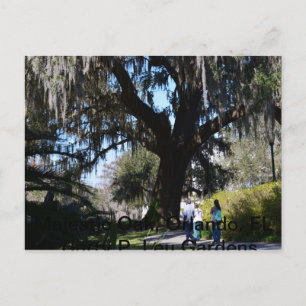 Majestic Mossy Oak at Harry P. Leu Gardens Postcard
