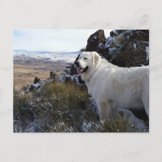 Majestic Mountain Dog post card