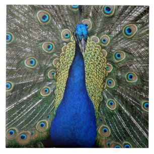 Majestic Peacock Ceramic Tile
