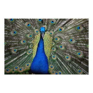 Majestic Peacock Magnet Photo Print