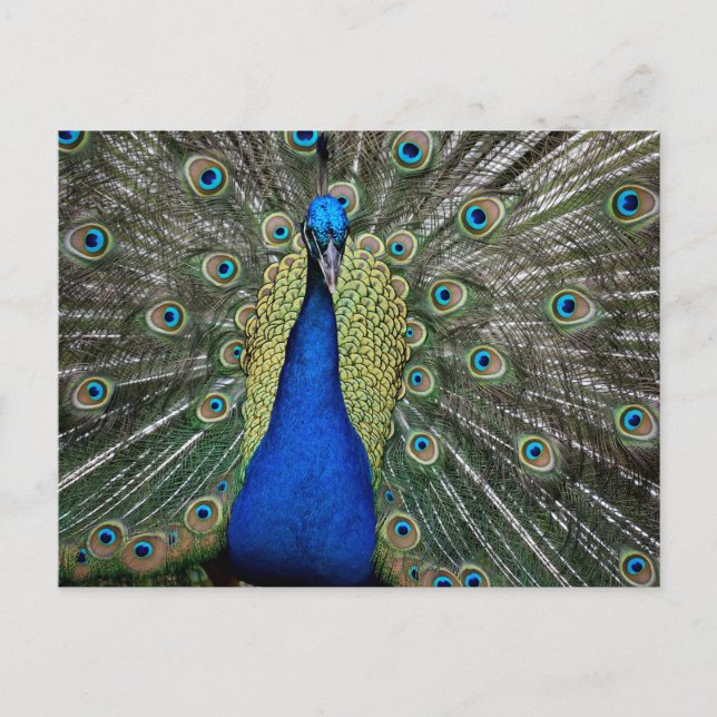 Majestic Peacock Postcard (Front)