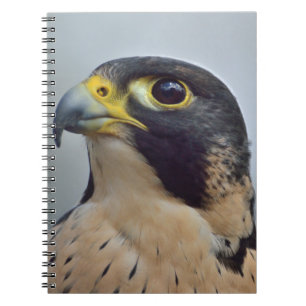 Majestic Peregrine falcon Notebook