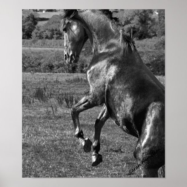 Majestic Poster (Front)