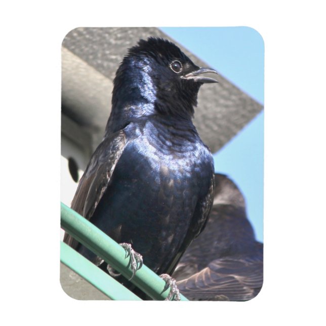 Majestic Purple Martin Magnet (Vertical)