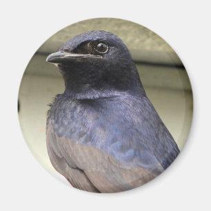 Majestic Purple Martin Magnet