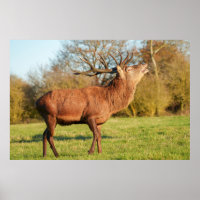 Majestic Red Deer Stag