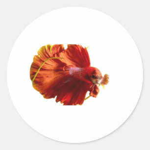 ​Majestic Red Halfmoon Betta Fish Sticker - Siames