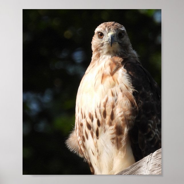 Majestic Red Tail Hawk Stare Down Poster (Front)