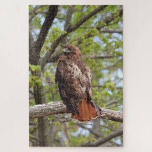Majestic Red Tailed Hawk Jigsaw Puzzle