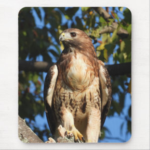 Majestic Red Tailed Hawk Mouse Pad