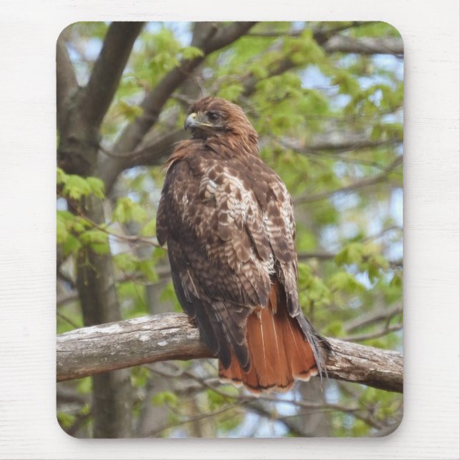Majestic Red Tailed Hawk Mouse Pad (Front)