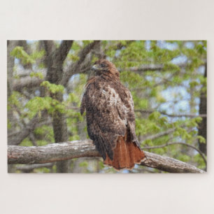 Majestic Red Tailed Hawk Perched Jigsaw Puzzle