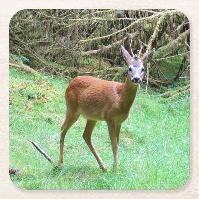 Majestic Roe Deer Buck Woodland Nature Party Drink Square Paper Coaster (Front)