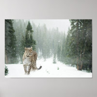 Majestic Snow Leopard in the Snow