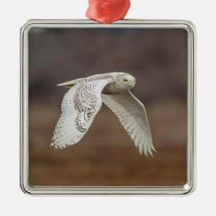 Majestic Snowy Owl of the Connecticut Coast Metal Tree Decoration