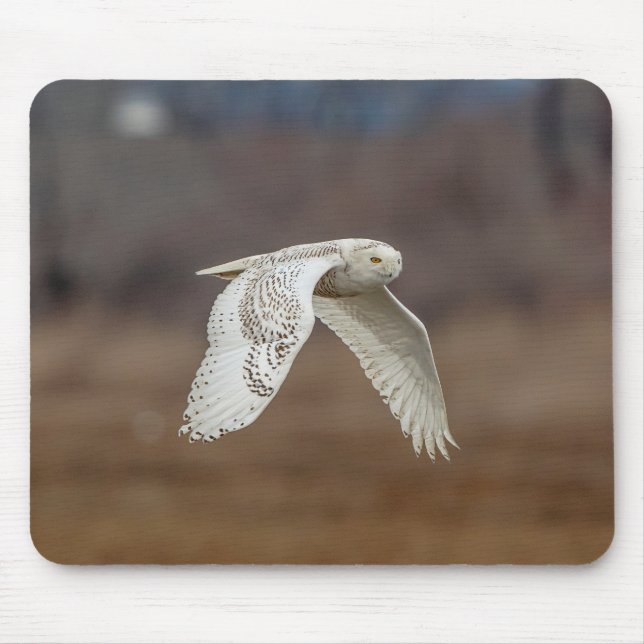 Majestic Snowy Owl of the Connecticut Coast Mouse Pad (Front)