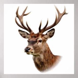 Majestic Stag Deer Portrait with Large Antlers Poster