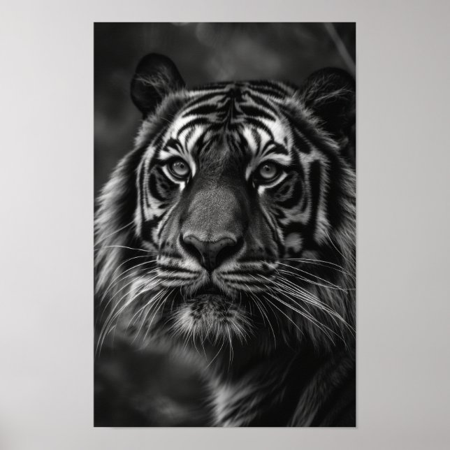 Majestic Tiger Portrait Fine Art Poster (Front)