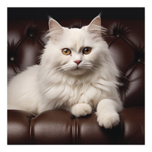 Majestic white cat photo print