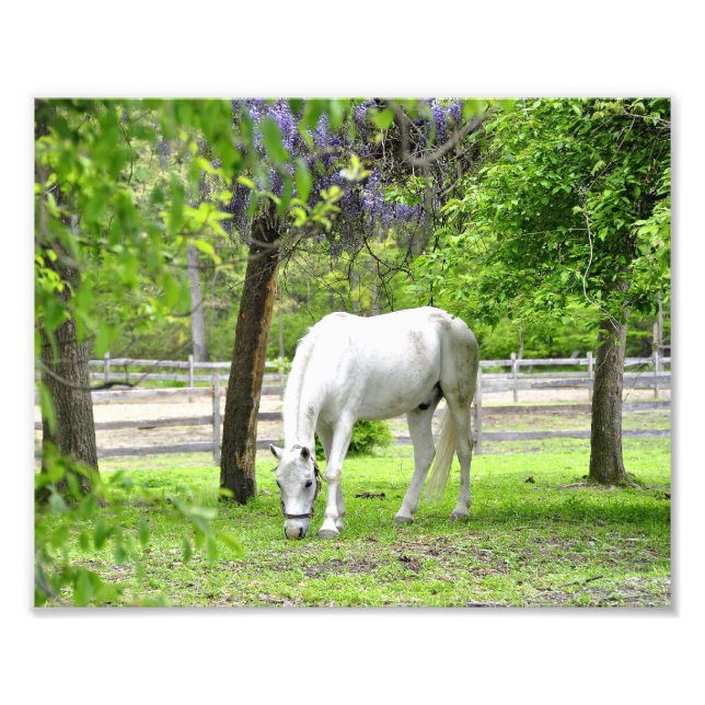 Majestic White Horse Photo Print (Front)