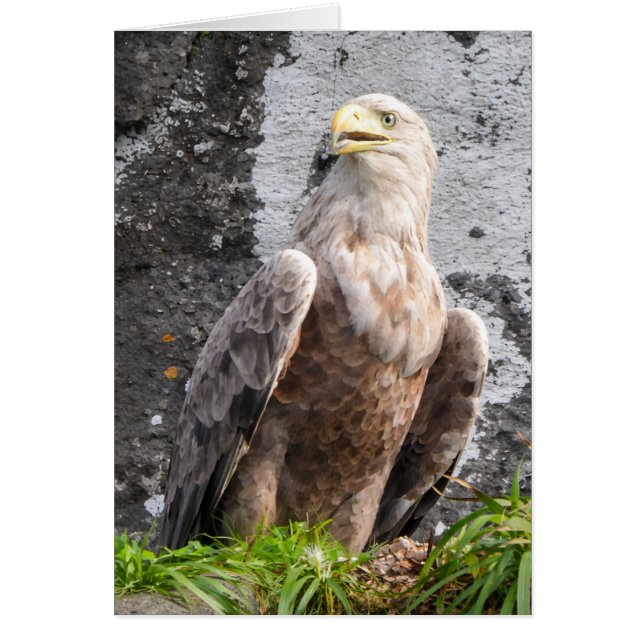 Majestic White Tailed Eagle Scottish Highlands  (Front)