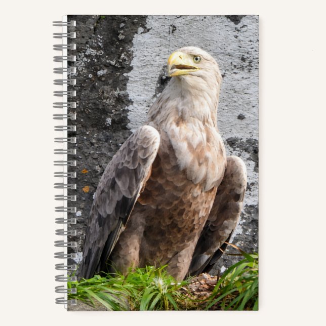 Majestic White Tailed Eagle Scottish Highlands  Notebook (Front)