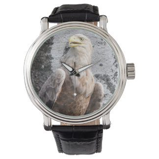Majestic White Tailed Eagle Wildlife Rugged  Watch
