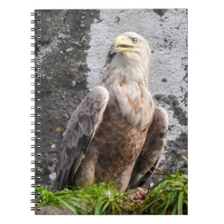 Majestic White Tailed EagleBird Prey Wilderness Notebook