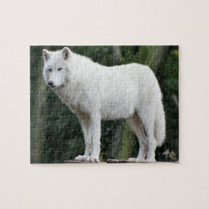Majestic White Wolf Jigsaw Puzzle