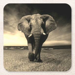 Majestic Wild Bull Elephant in Sepia Square Paper Coaster