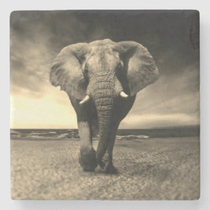 Majestic Wild Bull Elephant in Sepia Stone Coaster