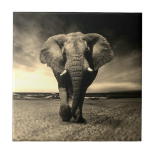 Majestic Wild Bull Elephant in Sepia Tile