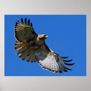 Majestic Wings Framed Print