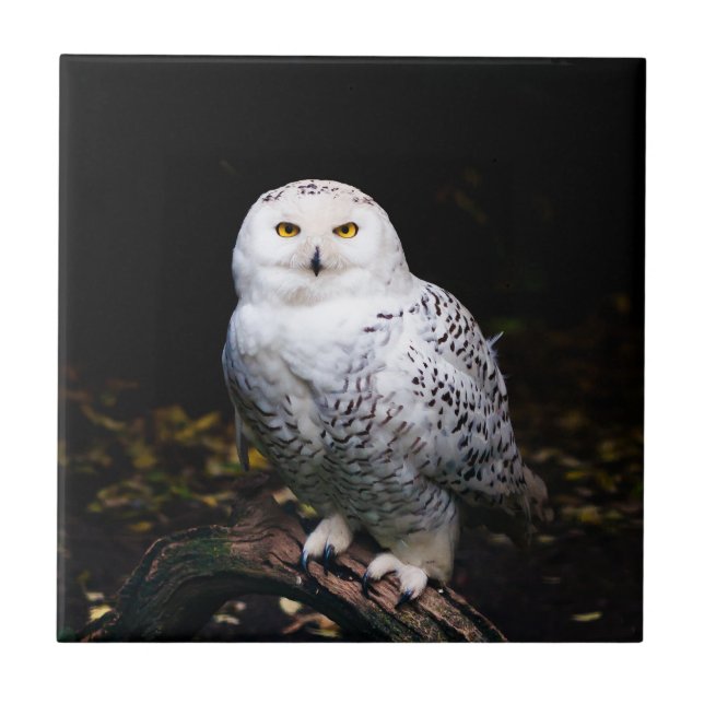 Majestic winter snowy owl ceramic tile (Front)