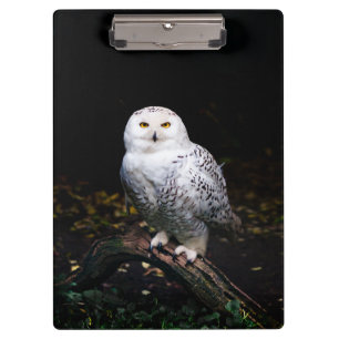 Majestic winter snowy owl clipboard