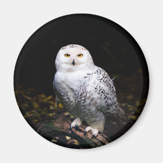Majestic winter snowy owl magnet