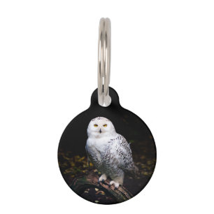 Majestic winter snowy owl pet tag