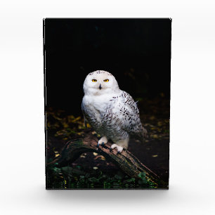 Majestic winter snowy owl photo block
