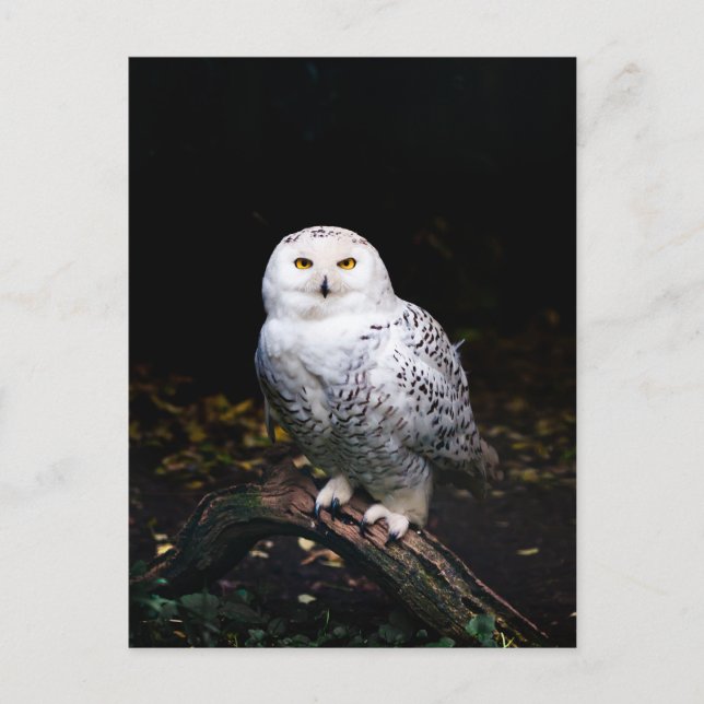 Majestic winter snowy owl postcard (Front)