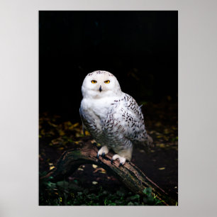 Majestic winter snowy owl poster