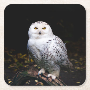 Majestic winter snowy owl square paper coaster