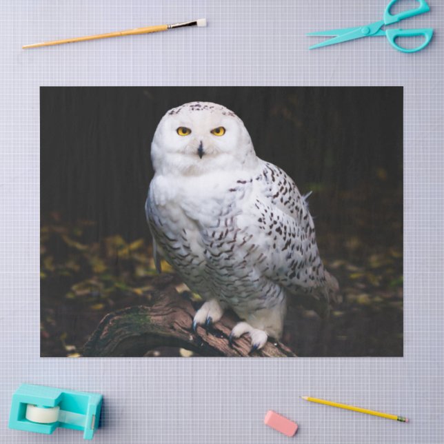 Majestic winter snowy owl tissue paper (Craft)