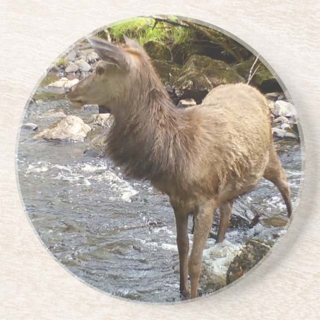 Majestic Young Red Deer Stag River Woodland Scene Coaster (Front)