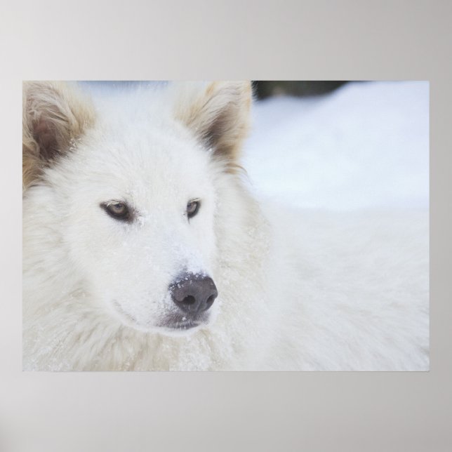 Majesty Poster (Front)