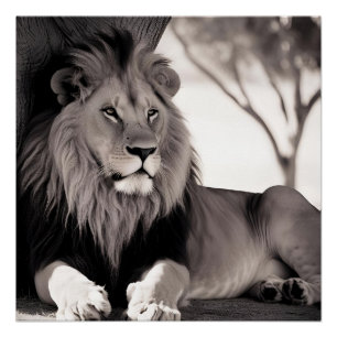 Majistic African Lion Black and White Poster