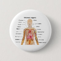 Major Internal Organs in the Human Body Chart